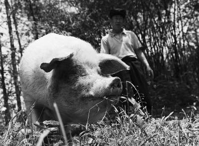 建川博物馆“猪坚强”没结婚后继有“人”