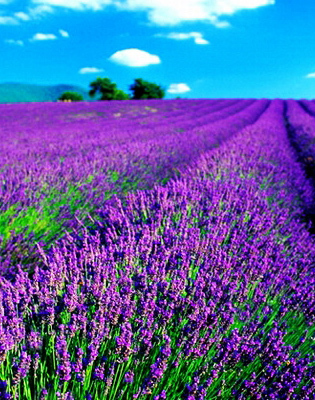 周六前免费游大邑薰衣草基地 9月10日花期最盛