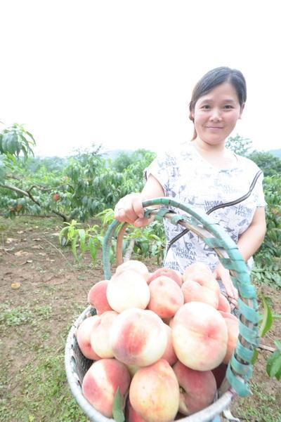 晋原镇友谊村秦皇桃采摘节今日举行
