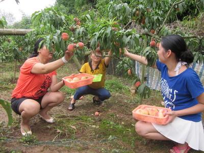 晋原镇友谊村秦皇桃采摘节上 千人采摘秦皇桃