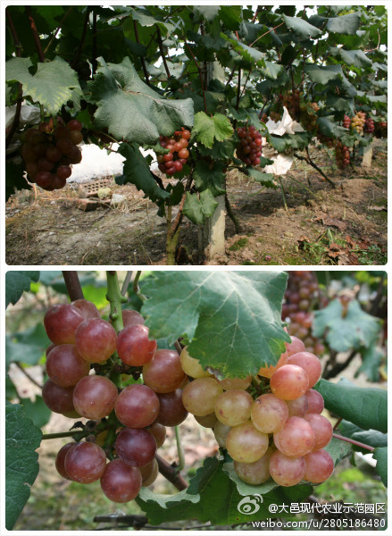 韩场镇8月16日将举行大邑县首届葡萄采摘节