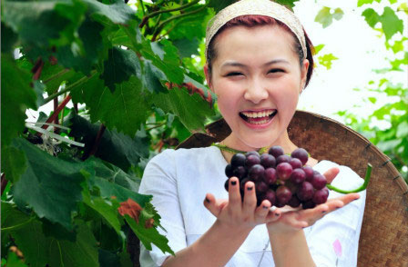 大邑首届葡萄采摘节开幕 巨玫瑰仅卖市价1/5