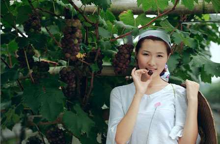 大邑首届葡萄采摘节开幕 巨玫瑰仅卖市价1/5