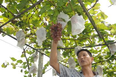 相会有机葡萄 首届葡萄采摘节16日韩场开幕