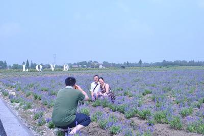 安仁国际薰衣草庄园开园 大邑县领导参加仪式