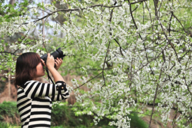 这个周末新去处 去大邑雾山看李花