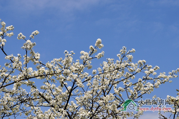 大邑县雾山乡大坪山出游指南及3月李花图片集锦