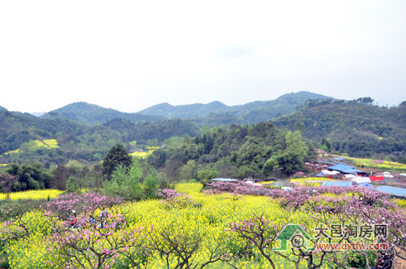 约会迷人“春色” 看大邑桃花沟桃花漫漫(多图)