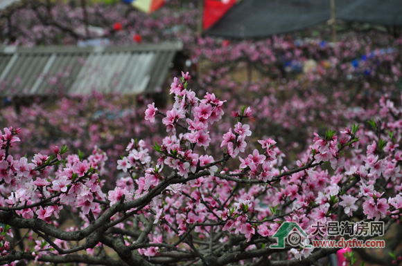 约会迷人“春色” 看大邑桃花沟桃花漫漫(多图)
