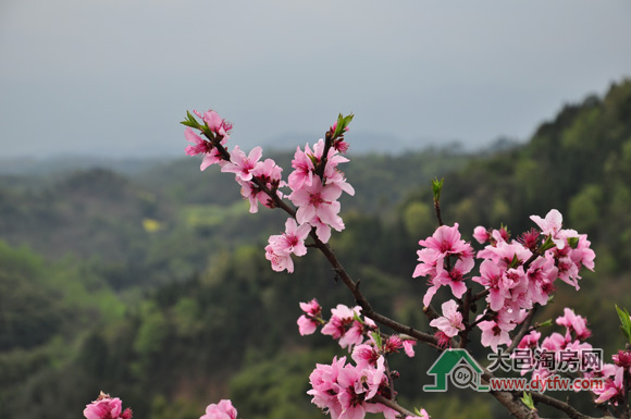 约会迷人“春色” 看大邑桃花沟桃花漫漫(多图)