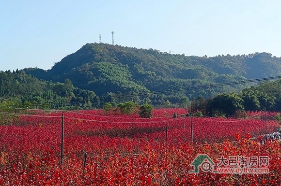 在大邑不出二环路 就可看见大片红色枫叶林