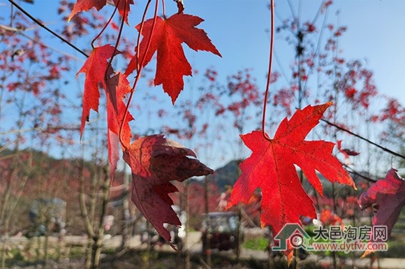 在大邑不出二环路 就可看见大片红色枫叶林